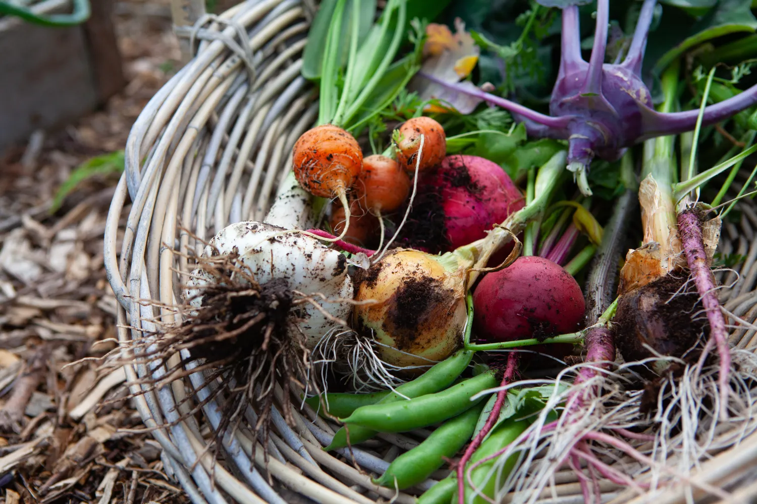 beetroot