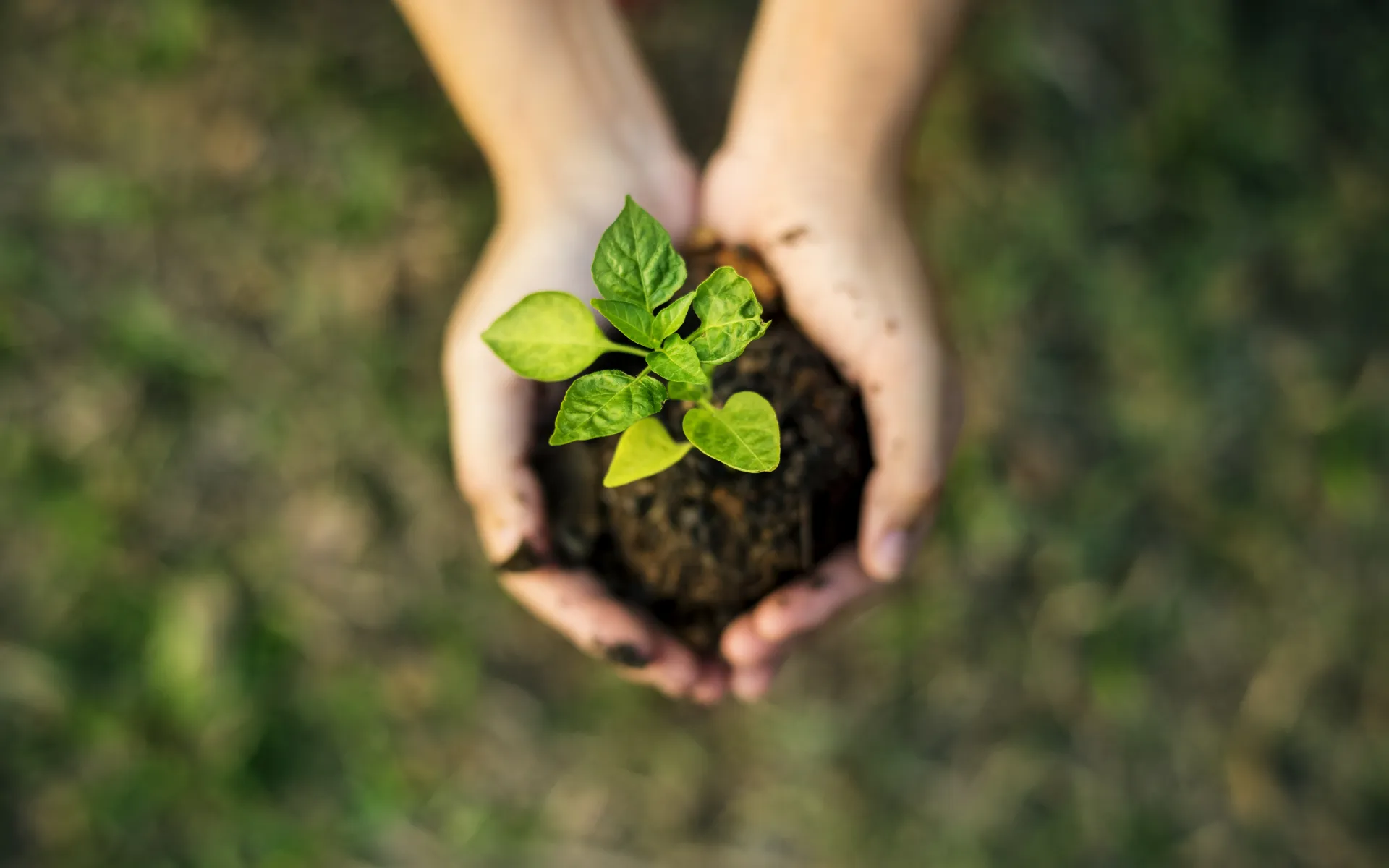 soil