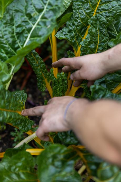 ingredients at chelsea physic garden